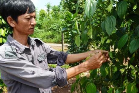 Năng suất hồ tiêu bị ảnh hưởng nặng do thời tiết bất lợi