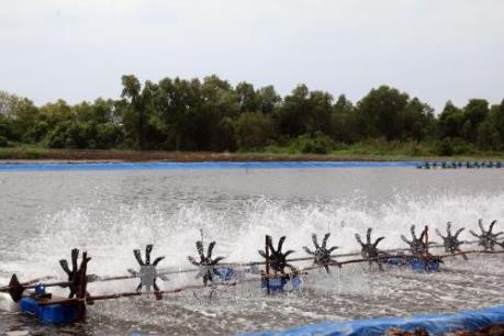 Thu hồi vốn nhanh nhờ mô hình nuôi tôm thẻ chân trắng lót bạt