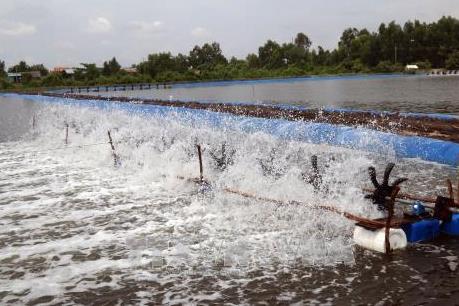 Nuôi tôm thẻ chân trắng công nghiệp giúp chống sạt lở đê biển