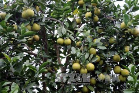 Dán tem truy xuất nguồn gốc để bảo vệ thương hiệu cam Vinh