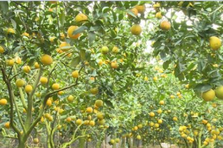 Cam Quảng Châu thành phố Hưng Yên được cấp chứng nhận nhãn hiệu tập thể