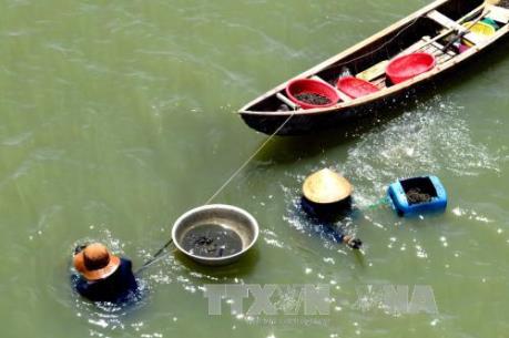 Phú Yên: Tự phát nuôi ốc cháy trong đầm Ô Loan