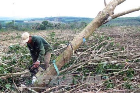 Người dân trồng cây cao su và keo thiệt hại nặng sau bão