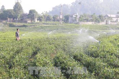 Gỡ khó đưa ngành chè phát triển