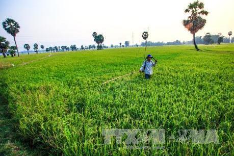Trên 500 tỷ đồng đầu tư sản xuất năng lượng từ phụ phẩm cây lúa