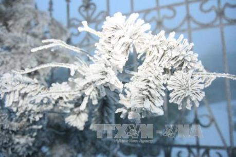 Mẫu Sơn thấp nhất 1 độ C, Lạng Sơn yêu cầu người dân không thả rông trâu bò