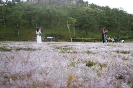 Đặc sắc mùa hội cỏ hồng Đà Lạt năm 2017