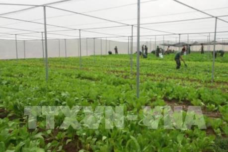 4 điểm nghẽn trong phát triển nông nghiệp công nghệ cao