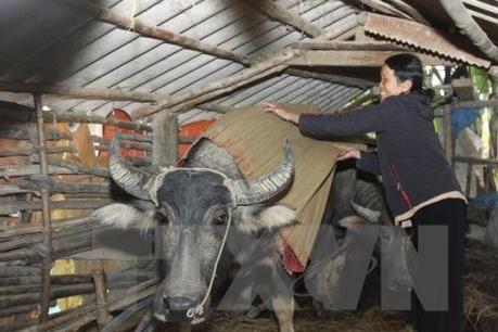 Triển khai đồng bộ các biện pháp phòng chống rét và dịch bệnh cho đàn gia súc