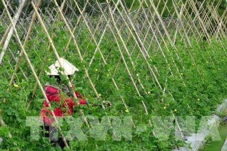 Hội nghị đầu tư phát triển nông nghiệp tiểu vùng Đồng Tháp Mười theo hướng bền vững