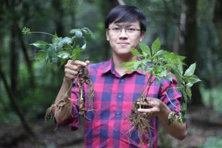 Chàng thạc sỹ trẻ đam mê với cây thuốc quý - Sâm Ngọc Linh