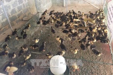 Thanh Hóa phát triển nguồn gen quý hiếm vịt Cổ Lũng