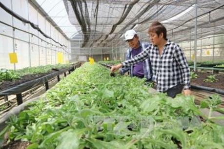 Rau hữu cơ: Người trồng khỏe, người dùng an tâm