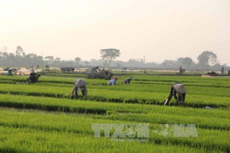 Bến Tre: Giá “Lúa sạch Thạnh Phú” tăng từ 10 – 15%