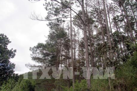 Ứng dụng công nghệ cao trong bảo vệ và phát triển rừng