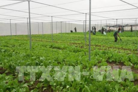 Ứng dụng mạng lưới kết nối internet trong nông nghiệp công nghệ cao