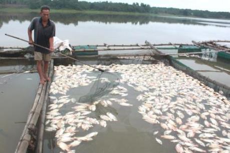 Vì sao cá lồng chết hàng loạt ở Thừa Thiên-Huế?