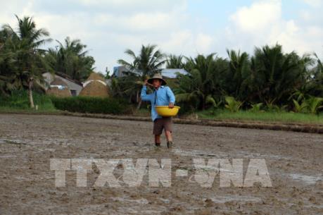 Đã xuống giống được trên 760.000 ha lúa Đông Xuân 2018