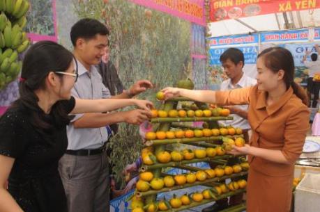 Quýt Bắc Kạn tái diễn điệp khúc “được mùa, mất giá”