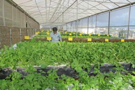 Nông dân Đà Lạt trồng rau trong không khí