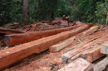 Đắk Lắk sẽ xử lý nghiêm vụ phá rừng trái phép ở huyện Ea H’leo