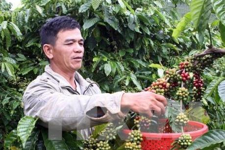 Mưa kéo dài ở Tây Nguyên ảnh hưởng đến việc thu hoạch cà phê