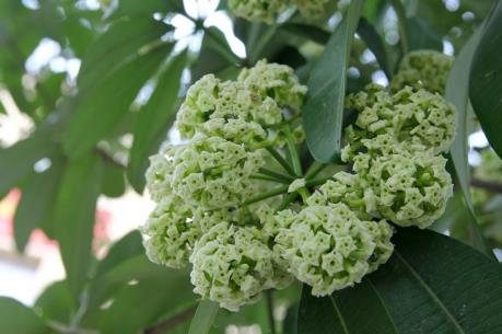 Hà Nội: Khi mùi hoa sữa không còn… nồng nàn