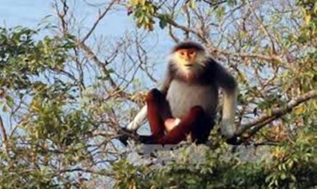 Bắt tạm giam hai đối tượng bắn chết 5 cá thể Voọc chà vá chân đen