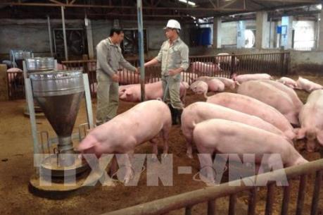 Lấy ý kiến doanh nghiệp về Luật Chăn nuôi (sửa đổi)