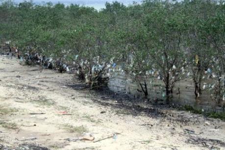 Rác "bức tử" rừng ngập mặn nguyên sinh ven đê sông Lam