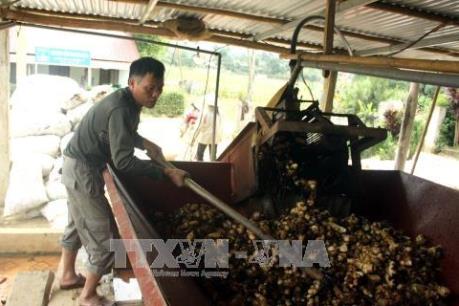 Nông dân lao đao vì giá dong riềng giảm mạnh