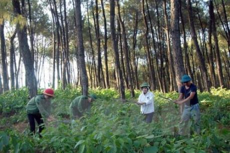 Điều chỉnh quy hoạch 3 loại rừng