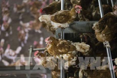 Hà Lan yêu cầu các hộ chăn nuôi gia cầm trên toàn quốc không thả vật nuôi