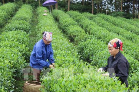 Đến năm 2020, mục tiêu có 500 hợp tác xã nông nghiệp công nghệ cao