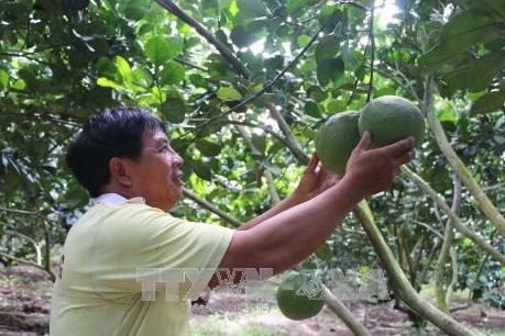 Trồng bưởi da xanh cho thu nhập hơn 1 tỷ đồng/năm