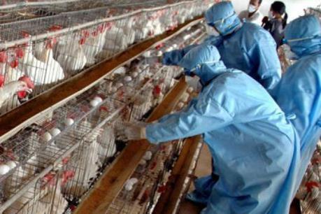 Hàn Quốc công bố các biện pháp cách ly đặc biệt  dịch cúm gia cầm