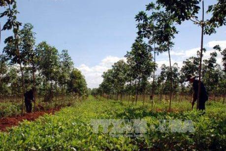 Khởi tố 5 bị can về tội Cố ý làm trái quy định của Nhà nước tại Tập đoàn Cao su Việt Nam