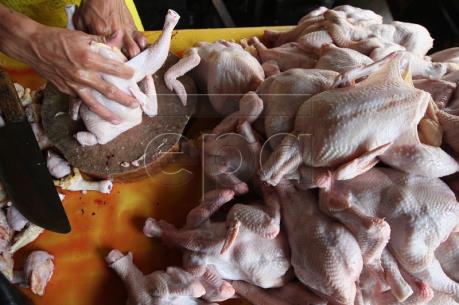 Hàn Quốc cấm nhập khẩu gia cầm từ Hà Lan