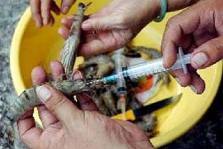 Cà Mau: Xử lý nghiêm hành vi bơm tạp chất vào tôm nguyên liệu