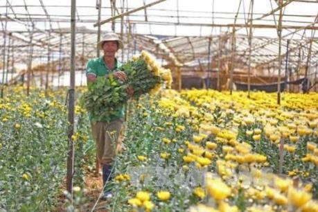 Nhà vườn Chợ Lách sản xuất hoa Tết theo đơn đặt hàng