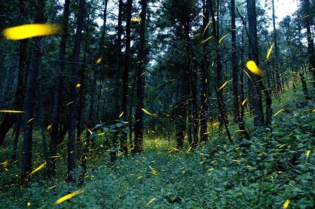 Rừng rậm của Mexico đứng trước nguy cơ bị "xóa sổ"