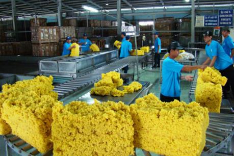 Cao su Dầu Tiếng hướng tới chế biến sản phẩm tinh chế