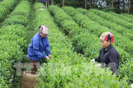 Kinh tế tập thể: Vượt thách thức để đổi mới