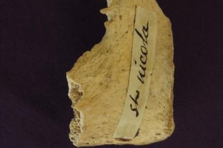 Phát hiện mảnh xương chậu nghi là của nguyên mẫu ông già Noel trong truyền thuyết