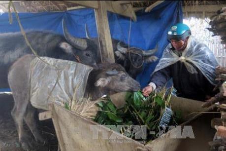 Điện Biên: Chủ động phòng, chống rét đậm, rét hại, băng giá cho gia súc, gia cầm