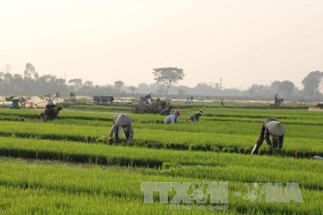 Chuyển đổi cây trồng giúp người dân miền núi Thanh Hóa nâng cao thu nhập
