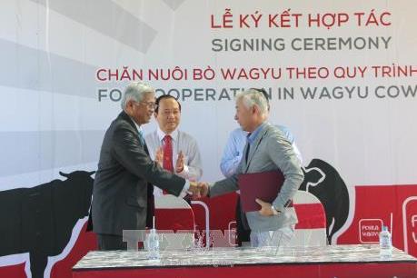 Doanh nghiệp Việt Nam và Nhật Bản hợp tác chăn nuôi bò Waguy