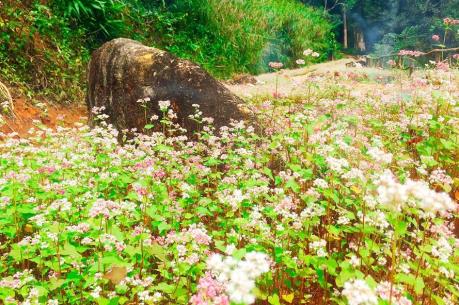 Khai trương khu du lịch sinh thái mới trong dịp Festival Hoa Đà Lạt năm 2017