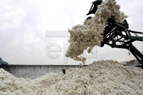 Trung Quốc: Sản lượng bông tăng trở lại sau 4 năm sụt giảm
