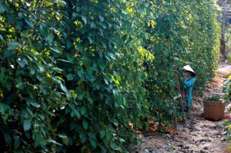 Hồ tiêu bị nhiễm bệnh chết nhanh, chết chậm tại Bình Thuận